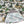 Load image into Gallery viewer, Two Dove - The Rio - South Coast Camo

