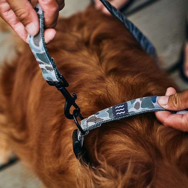 Free Fly - Crew Lala - Dog Collar