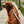 Load image into Gallery viewer, Free Fly - Crew Lala - Dog Leash
